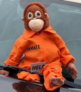 American Car Fest Summer Edition 2025 Stöffel-Park Westerwald Cars and Stripes-Magazin