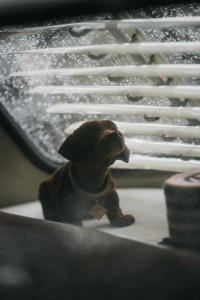 Unterholz-Meeting 2020