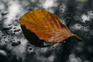 Unterholz-Meeting 2020