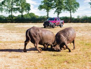ORZ Vehicles Ram Requite (Basis Ram 1500)
