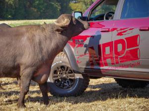 ORZ Vehicles Ram Requite (Basis Ram 1500)