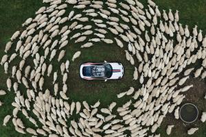 Porsche 911 Dakar in Neuseeland 50 Jahre Porsche Club